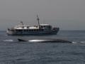 Dolphin Safari boat with a Fin Whale